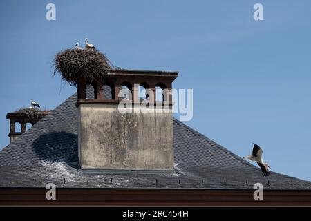 Orangerie Park:  View of a a nest with young storks on the roof above The Josephine pavilion Stock Photo