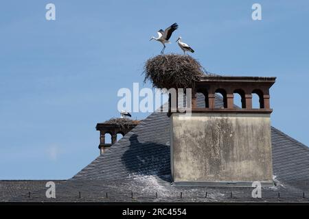 Orangerie Park:  View of a a nest with young storks on the roof above The Josephine pavilion Stock Photo