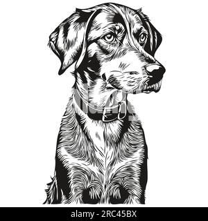 Art of a sales coonhound