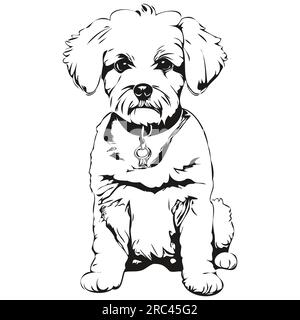 Bichons Frise dog face vector portrait, funny outline pet illustration ...
