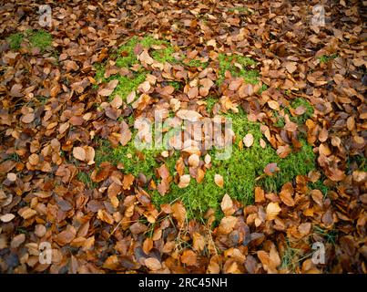 England, Norfolk, Autumn , Fallen Beech leaves on patch of Sphagnum Moss. Stock Photo
