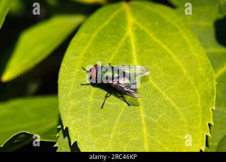 Animals, Insects, Fly, Greenbottle, Lucilia caesar, Resting on leaf in ...