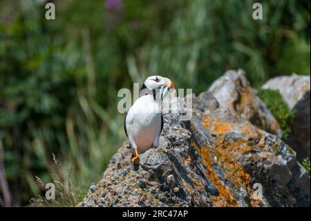 Horned Puffin in Alaska Stock Photo