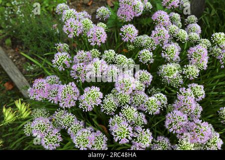 Mouse garlic (Allium angulosum) in the herb garden of Melk Abbey in Austria. Stock Photo