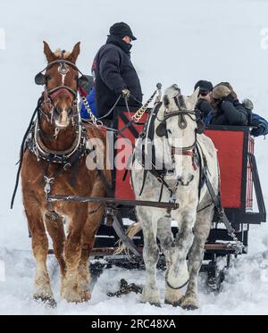 Sleigh Ride and elk National Elk Refuge Wyoming USA Stock Photo - Alamy