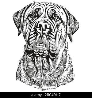 Bullmastiff dog portrait in vector, animal hand drawing for tattoo or ...