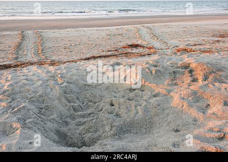 A large body pit and tracks left behind in the sand from an endangered loggerhead sea turtle as it crawled ashore to nest near the dunes, July 9, 2023 in Isle of Palms, South Carolina. Sea turtles come ashore at night during the spring and summer months and lay their eggs in nests in the sand dunes along the beach. Stock Photo