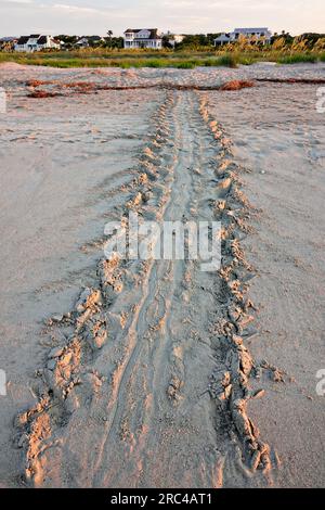 The tracks left behind in the sand from an endangered loggerhead sea turtle as it crawled ashore to nest near the dunes, July 9, 2023 in Isle of Palms, South Carolina. Sea turtles come ashore at night during the spring and summer months and lay their eggs in nests in the sand dunes along the beach. Stock Photo