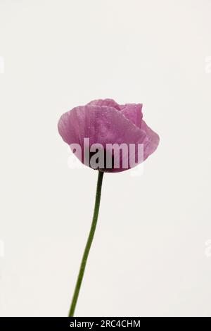 Studio shot of pink poppy with water droplets. Flowers Plants Stock Photo