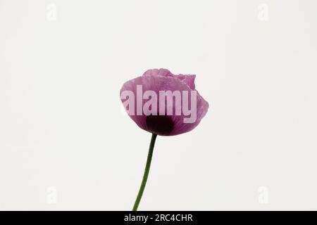 Studio shot of pink poppy with water droplets. Flowers Plants Stock Photo