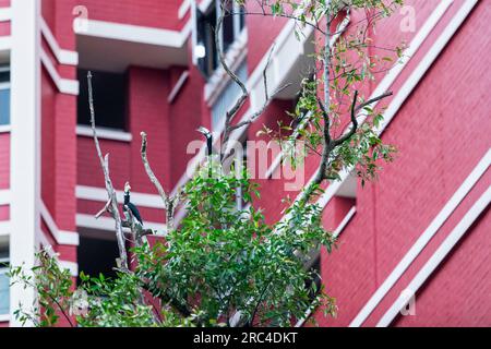 Pair of Oriental Pied Hornbills  perching on a snag outside a block of flats, Singapore Stock Photo
