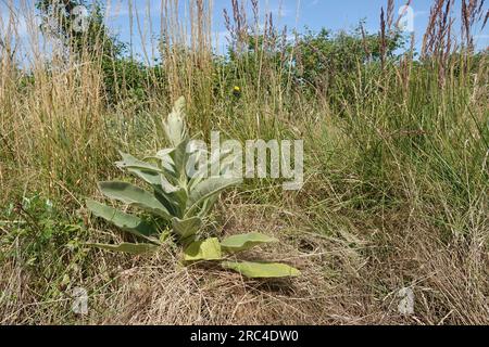 Natural closeup on an isolated lonely large leaved mullein wildflower, Verbascum plant in dried grass vegetation Stock Photo
