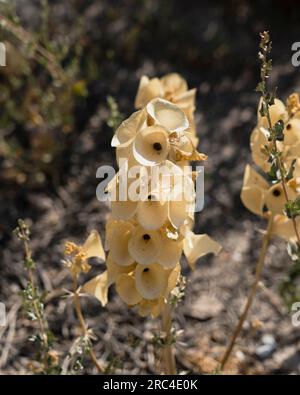 Israel, Bet She'an, Bet She'an National Park, Molucca Balm, Shell Flower, or Bells of Ireland - Moluccella laevis, is a member or the mint family and Stock Photo