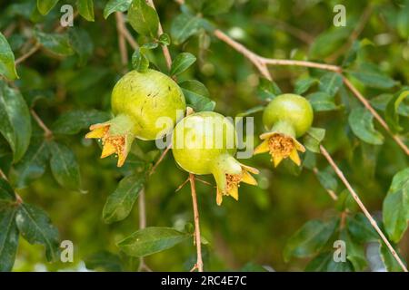 Palestine, Occupied Palestinian Territory, Jericho, Pomegranate fruit, Punica granatum, on a tree in Jericho, Occupied Territory of the West Bank. Stock Photo