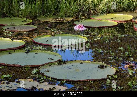 Guyana, Demerara-Mahaica Region, Georgetown, The Giant Water Lily or Queen Victoria's Water Lily, Victoria amazonica, is the world's largest water lil Stock Photo