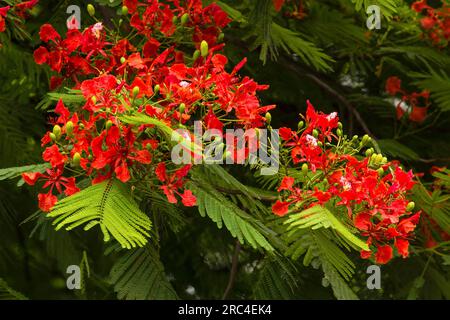 Plants, Trees, Flowers, A Flame Tree, Flamboyant, or Royal Poinciana Tree, Delonix regia, in bloom in the Dominican Republic. Stock Photo