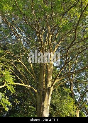 View of a canopy of an ash tree in Finchingfield, Essex, UK. Stock Photo