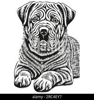 Chinese Shar Pei dog vector graphics, hand drawn pencil animal line illustration realistic breed pet Stock Vector