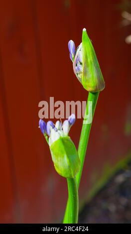 Flora, Flowers, Blue coloured Agapanthus growing outdoor in garden. Stock Photo