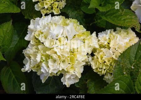 Flora, Flowers, White coloured Hydrangea growing outdoor in garden. Stock Photo