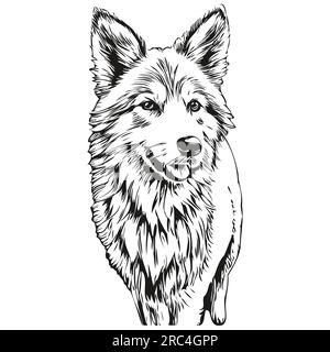 Icelandic Sheepdog dog ink sketch drawing, vintage tattoo or t shirt ...