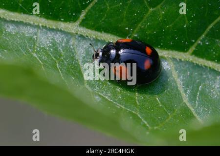 Adalia bipunctata (Two-spot ladybird, Two-spotted ladybug or Two-spotted lady beetle) Stock Photo