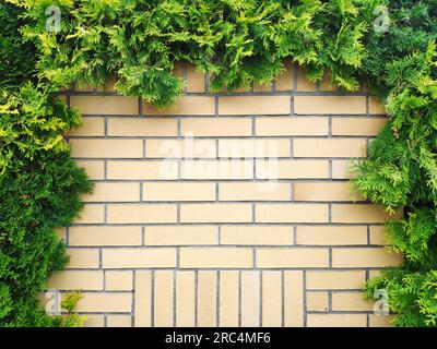Gray old brick wall background with ivy in the garden Stock Photo