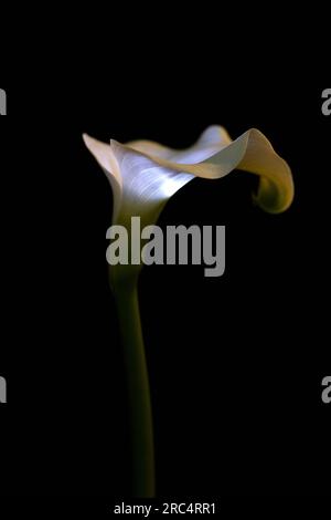 A calla lily flower that appears to be lit from the inside, on a black background. Stock Photo