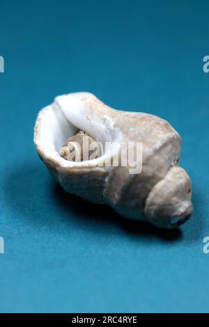 A small shell within a larger seashell on a turquoise blue background. Stock Photo