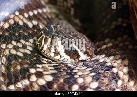 The eastern diamondback rattlesnake - Crotalus adamanteus, close up Stock Photo