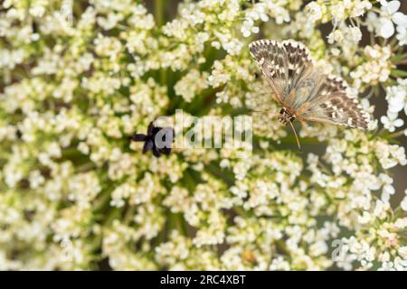 From above small brown mallow skipper butterfly specie flying over sitting on gentle whit flowers on sunny day in nature Stock Photo