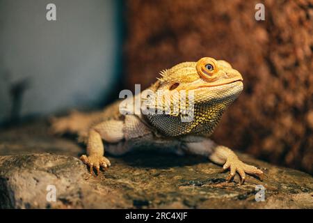 Calm domestic male bearded dragon lizard sitting on rock in terrarium Stock Photo