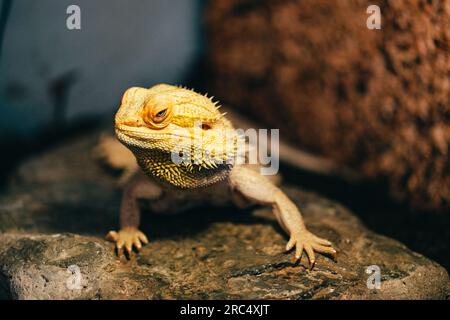 Domestic discount bearded dragon