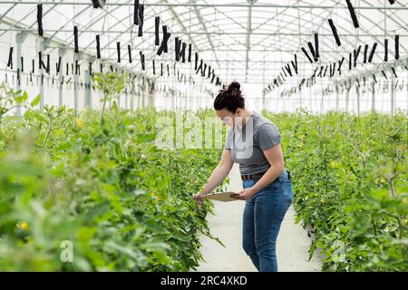 Side view of female farmer in casual clothes holding clipboard while inspecting quality of green plants in greenhouse Stock Photo