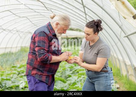 Side view of aged male with beard and young female with bun looking down while holding zucchini fruit in greenhouse during daytime Stock Photo