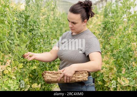 Side view of concentrated young female farmer in casual clothes looking down at plants while standing with wicker basket and collecting green fresh or Stock Photo