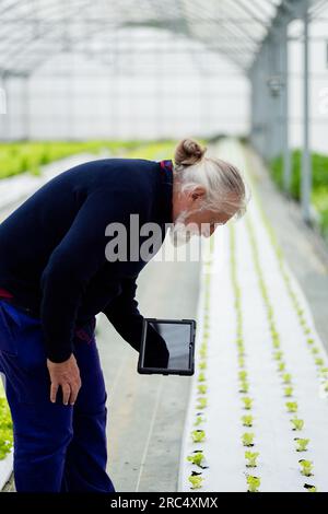 Side view of aged male farmer bending and looking down while standing with tablet in smart greenhouse with organic hydroponic farm and monitoring grow Stock Photo
