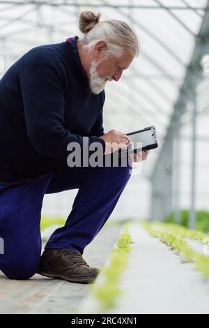 Side view of aged male farmer bending and looking at screen of tablet while standing in smart greenhouse with organic hydroponic farm and monitoring g Stock Photo