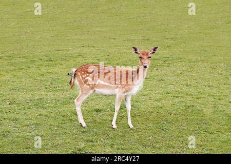 Side view of beautiful graceful deer standing on meadow of green hill Stock Photo