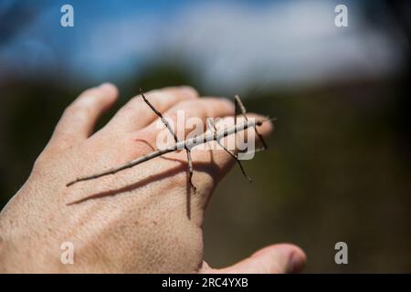 Closeup of thin stick insect bug sitting and crawling with legs on index finger of unrecognizable male in day against blurred background of Madagascar Stock Photo