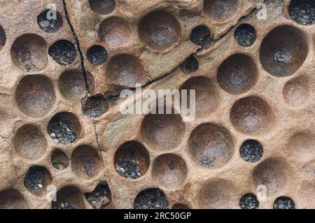 Close up of circled pattern formed by clams while some tiny beach pebbles occupy some of the holes in Olympic National Park, Washington coast Stock Photo