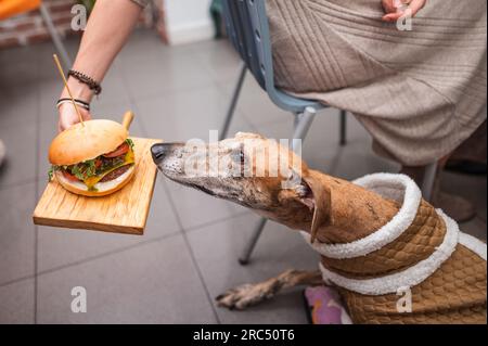 Crop anonymous female in casual clothes sitting indoors while feeding tasty hamburger to cute dog in cozy cloth in bright room Stock Photo