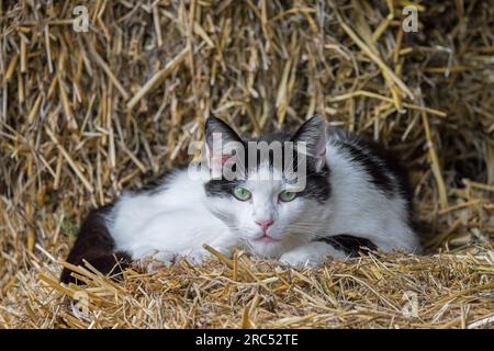 Black and white feral cat / stray cat (Felis catus) resting on bale of straw in barn at farm in the countryside Stock Photo