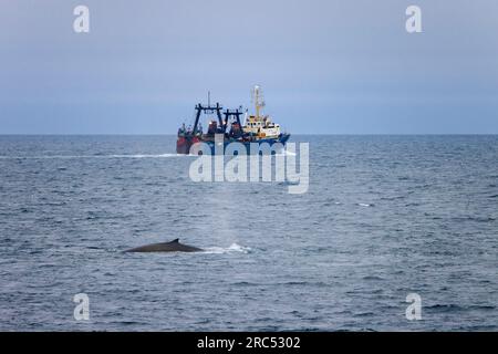 Fin whale / finback whale / common rorqual (Balaenoptera physalus) surfacing and showing dorsal fin in front of fishing boat, Svalbard / Spitsbergen Stock Photo