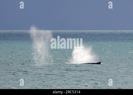 Two fin whales / finback whale pair / common rorquals (Balaenoptera physalus) surfacing and blowing / spouting in summer, Svalbard / Spitsbergen Stock Photo