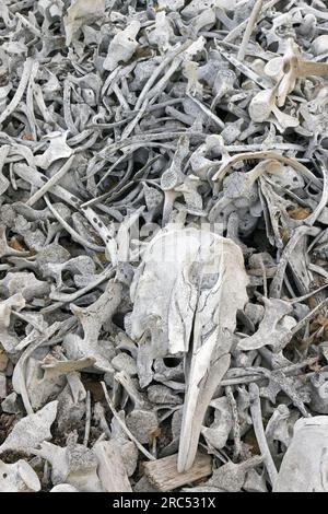 Beluga whale bones at the Bamsebu whaling station along Ingebrigtsenbukta bay shore near Kapp Toscana, Bellsund, Svalbard / Spitsbergen, Norway Stock Photo