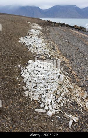 Beluga whale bones at the Bamsebu whaling station along Ingebrigtsenbukta bay shore near Kapp Toscana, Bellsund, Svalbard / Spitsbergen, Norway Stock Photo