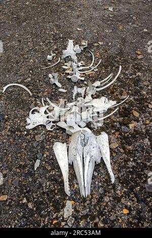 Beluga whale bones at the Bamsebu whaling station along Ingebrigtsenbukta bay shore near Kapp Toscana, Bellsund, Svalbard / Spitsbergen, Norway Stock Photo