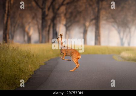 Deer buck jumps on road in the warm tones of sunset in Germany, Europe Stock Photo