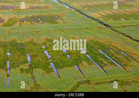 Aerial view over salt marsh / saltmarsh in summer, Wadden Sea National park, North Frisia / Nordfriesland, Schleswig-Holstein, Germany Stock Photo